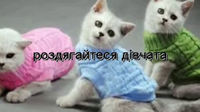 Party на хаті кліп з котами та собачками смотреть онлайн