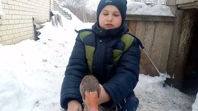 гусь Добрыня смотреть онлайн