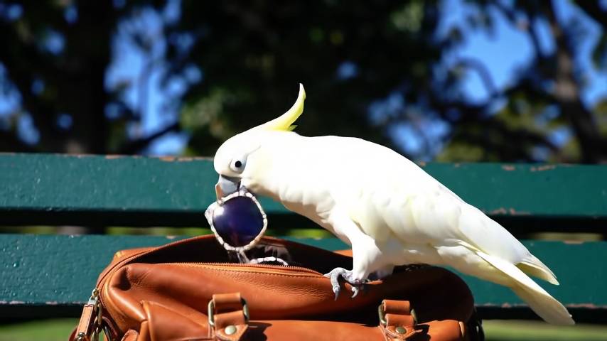 EnigmaBird — Parrots