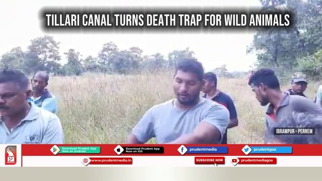 2 BISON ACCIDENTLY FALL IN TILARI DAM CANAL, DIE смотреть онлайн