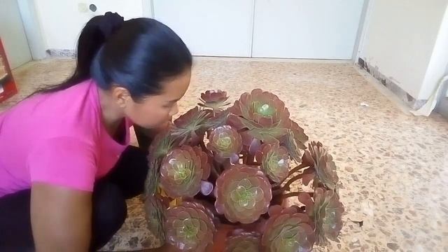 repotting Aeonium velour//patsy garden смотреть онлайн