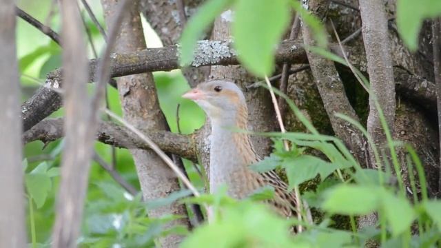 коростель кричит смотреть онлайн