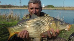 Рыбалка ШОК!!! САЗАН, АМУР, КАРП. Все без СЕКРЕТОВ. #сазан #карп #белыйамур #флэтфидер