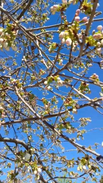 🌸 Вот уже и Черешня готовится Цвести! 😍 Волшебство весны! смотреть онлайн