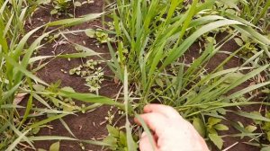 начинаем работать гербицидом по озимой пшенице