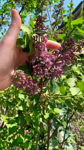 Сирень. Донецкая область. Цветы #погода #огород #сирень смотреть онлайн