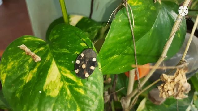 Therea petiveriana வெண் வளையக் கரப்பான்பூச்சி #கரப்பான்பூச்சி смотреть онлайн