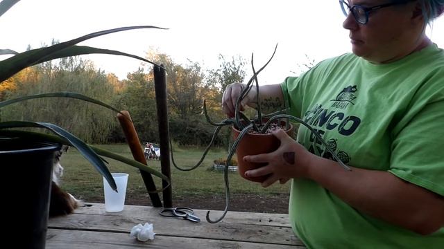 Propagating pickle cactus Senecio stapeliiformis