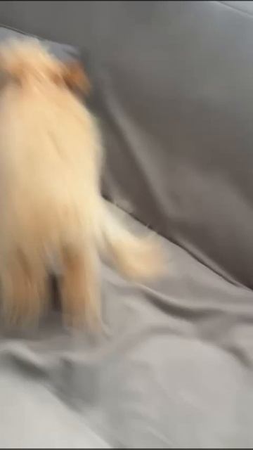 #Собачка танцует # собачка наэлектризованная # Танцующая собачка Мия