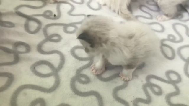 Барселона с детками)) смотреть онлайн