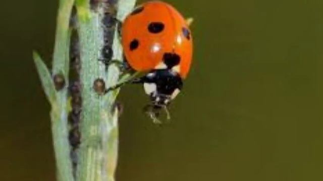 one beetle and so many names: ladybug - ladybird - lady beetle - Coccinellidae смотреть онлайн