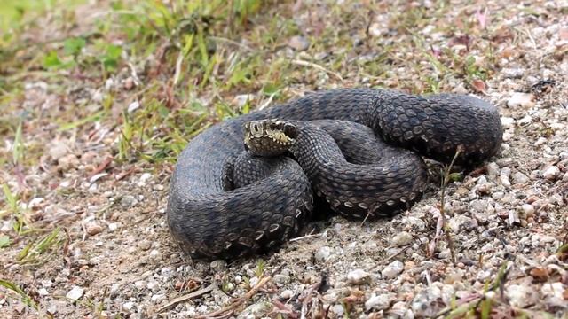 [2024] Уссурийский щитомордник / Ussuri Pit Viper смотреть онлайн
