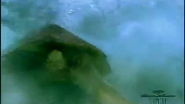 Shark Symbiotic Part 1