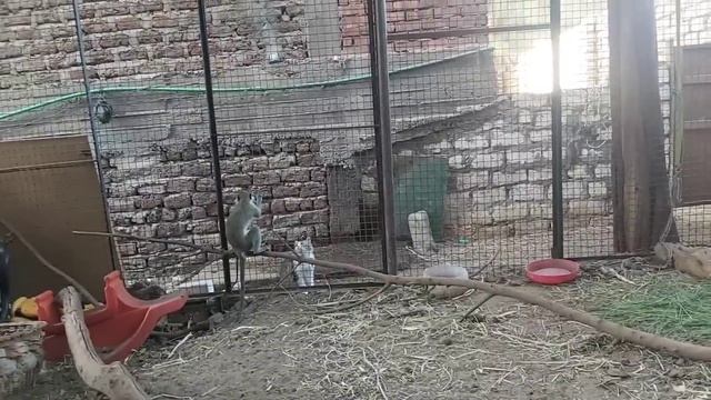 Bye bye Triel | Amazon Mega Lieferung - Nunu für Fawzy | #diedeutscheamnil #ägyptenvlogfamilie смотреть онлайн