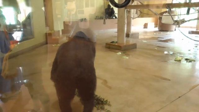 Annie assists Kiyomasa by interrupting Shabani. Gorilla, Silver back. смотреть онлайн