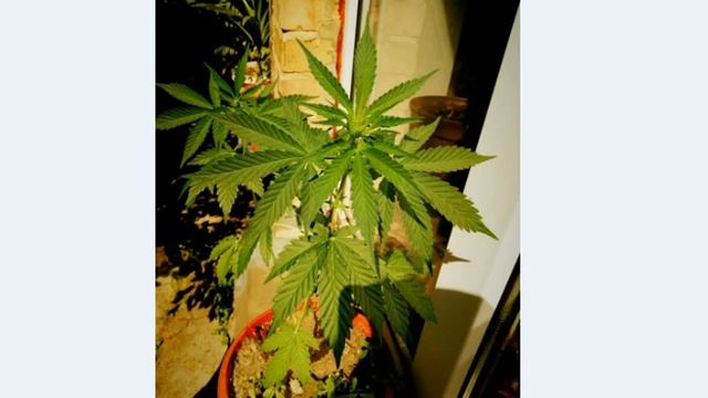 Использование психоделических средств для духовного развития смотреть онлайн