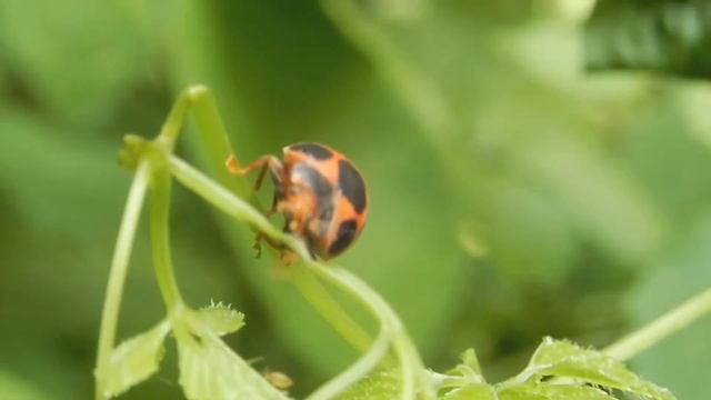 トホシテントウ/Epilachna admirabilis 09_200620_虫たちの森 смотреть онлайн