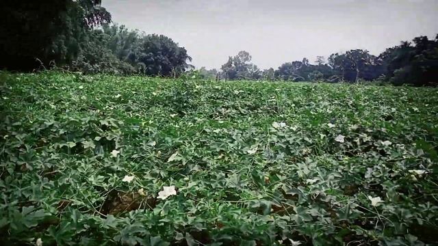 SMART VALUE AGRI PRODUCTS FEEDBACK HAPPY FARMER USE(SMARTKAVACH, AGROLIZER 82 AND AGROVEERA PLUS)🙏🙏 смотреть онлайн