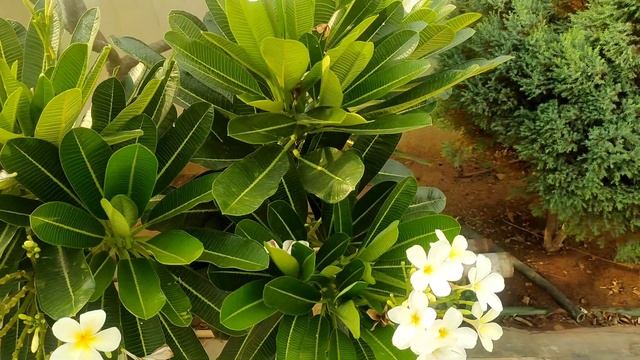 plumeria flower tree || champa tree frowers || flower garden in compound смотреть онлайн