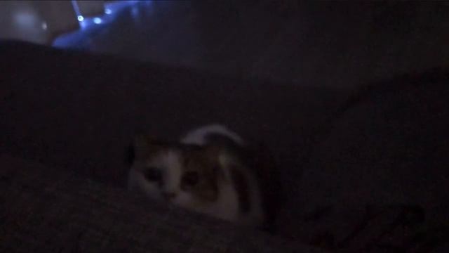 vlog | Питер | предновогодние дни ⭐️🌲 смотреть онлайн