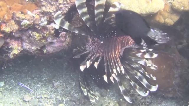 From Deacon's reef to Lawadi beach - Milne Bay, PNG by b o l u v [HD] смотреть онлайн