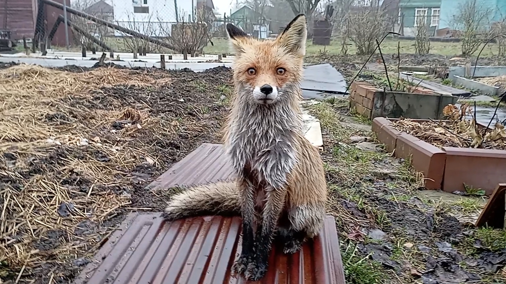 (995) Лиса приходит в гости. Апрель 2025 смотреть онлайн