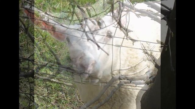 Любопытный баранчик и близнецы братья! смотреть онлайн