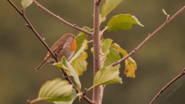 European Robin Alarm Call смотреть онлайн
