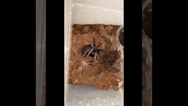 Chilobrachys Dyscolus (Vietnam blue) pairing смотреть онлайн