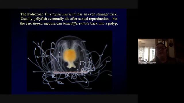 BIOL 4401, Lecture 5, part 2, June 10, 2020 смотреть онлайн