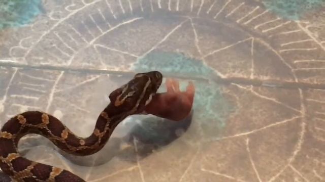 Nourrissage (rosée) Pantherophis Guttatus Classique смотреть онлайн