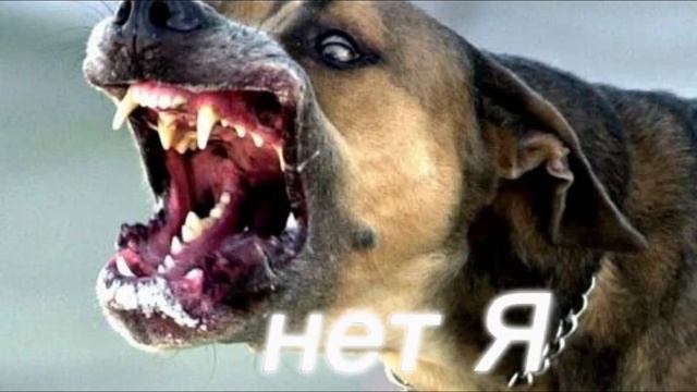 последняя фотка это моя собака 🐕🦺 да да смотреть онлайн
