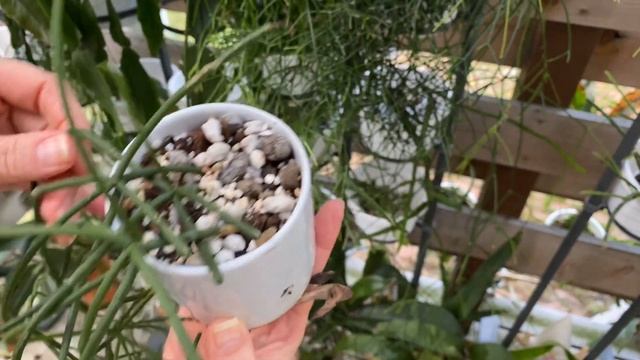 Rhipsalis care and propagation смотреть онлайн