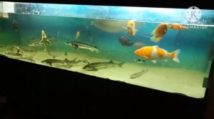 Осётр и стерлядь в домашнем узв аквариуме/биобаланс