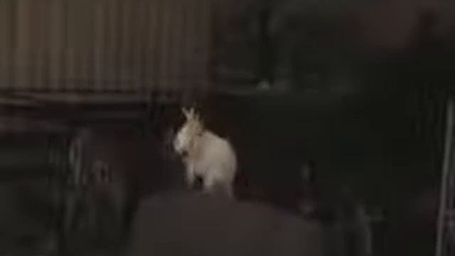 Попугай жжот))) смотреть онлайн