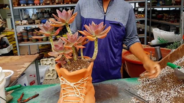 특이한 신발화분에 다육식물 흑괴리로 작품 만들기(Graptoveria Fred lves) смотреть онлайн