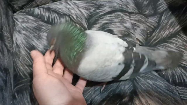 Обещанное видео. Орёл. 10-ый день лечимся от вертячки