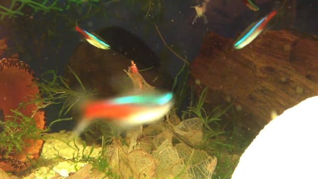 Креветка Красный Огонь(Neocaridina heteropoda var red "red fire") 6 смотреть онлайн