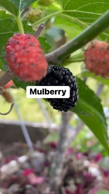 Mulberry Fruit Tree in the big pot смотреть онлайн