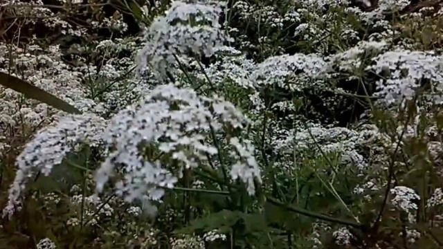 Sulaukėjusi Kvapnioji garduoklė (Myrrhis odorata) смотреть онлайн