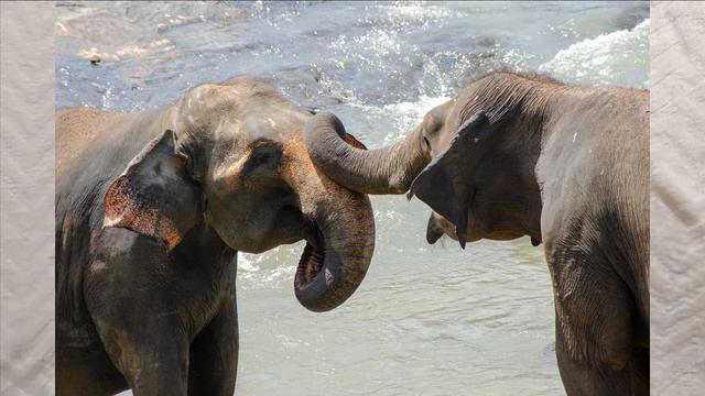 Fun Facts For Kids - Elephants || Educational Videos For Kids