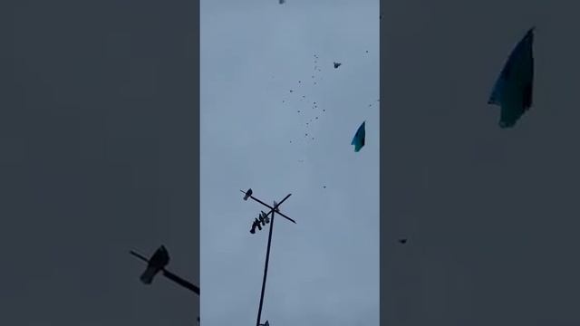 Голуби#гон смотреть онлайн