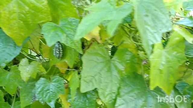 Мелотрия шершавая (Мексиканская дынька)#сочинцы #sochi2022 #растениясочи