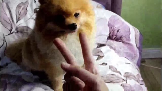 Плаваю в СПАСАТЕЛЬНОМ ЖИЛЕТЕ!!!😧🙂| Dog’s Life смотреть онлайн
