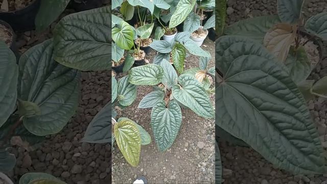 SALE SPECIAL ANTHURIUM / ADMIN 081254474711 смотреть онлайн