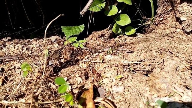 Необычный гость продолжение .В мире животные видео/Ящерица смотреть онлайн