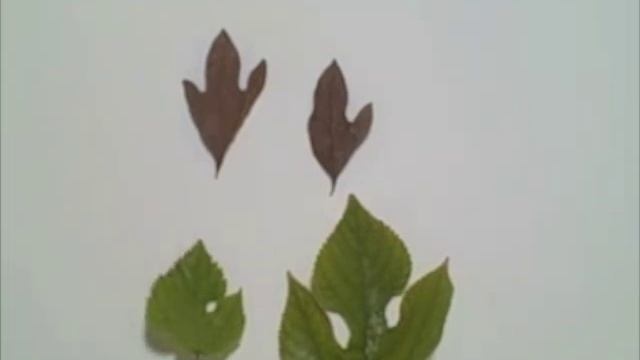 EatTheWeeds: Episode 08: Sassafras & Mulberry