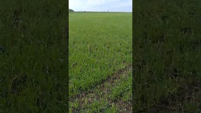 подкармливаем яровой ячмень "вакула" смотреть онлайн