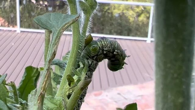 House fly attacking a tomato worm смотреть онлайн