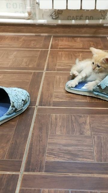 Рыжий котенок хочет носить тапочки 2. #котята #шорты 4k смотреть онлайн